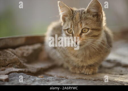 Cute cat vous détendre en plein air, portrait Banque D'Images