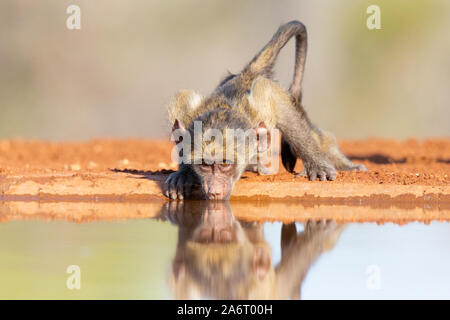 Babouin Chacma bébé (Papio ursinus) Eau potable avec réflexion, Karongwe Game Reserve, Limpopo, Afrique du Sud Banque D'Images