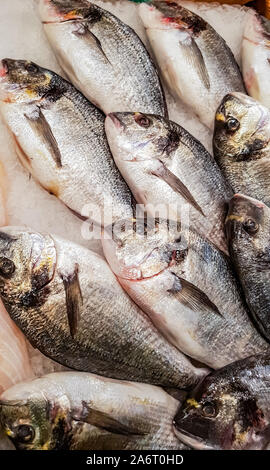 Fresh la dorade royale (Sparus aurata) sur le marché aux poissons Banque D'Images