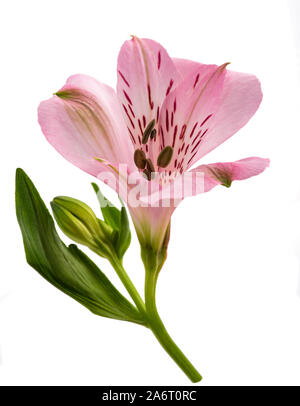 Lily péruvienne ( l'Alstroemeria ) isolé sur fond blanc Banque D'Images