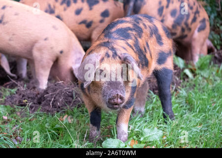 Oxford Sandy et noir des porcs dans la New Forest, Hampshire, Royaume-Uni. Au cours de saison pannage en automne, les porcs sont libérés dans la forêt pour manger des glands. Banque D'Images