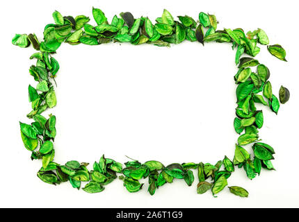 Copie du cadre formé par la composition de l'espace d'un pot-pourri de fleurs vertes sur fond blanc Banque D'Images