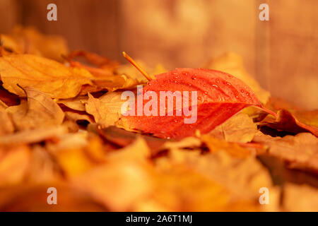 Automne en orange : angle view close up d'une rouge vigne vierge (Parthenocissus quinquefolia) feuille sur pile de feuilles sèches et fond de bois Banque D'Images
