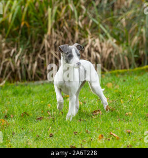 Pedigree chiot whippet Banque D'Images