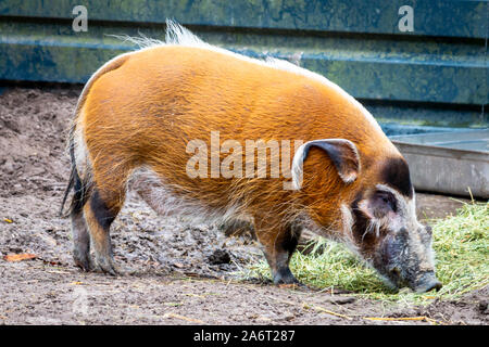 Belle de porcs la rivière Rouge, un cochon avec de très belles couleurs normalement vu en Afrique de l'ouest et en Afrique du Sud Banque D'Images