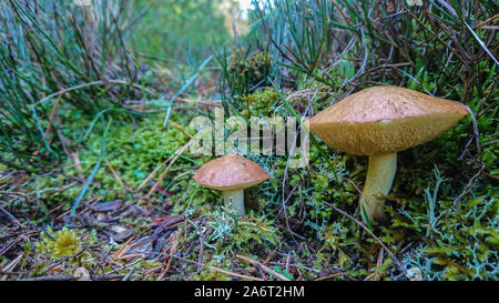 Deux champignons jaune dans la forêt avec des arbres en arrière-plan Banque D'Images