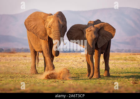 Bush africain Elephant - Loxodonta africana paire deux éléphants sur le Zambèze, Riverside, Mana Pools au Zimbabwe Zambie près de montagnes. Banque D'Images