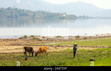 Les vaches d'élevage berger vietnamiens sur le fond du lac Banque D'Images