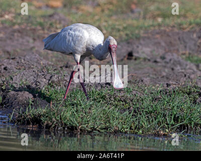 Spatule d'Afrique walking Banque D'Images