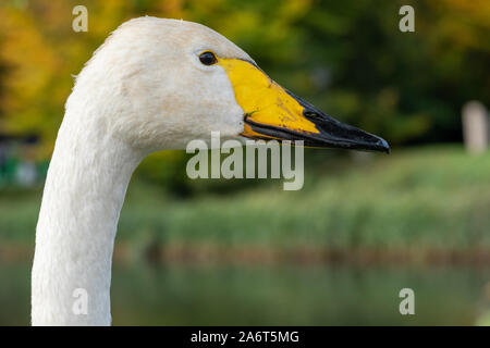 Tête et cou de cygne chanteur, avec un bec jaune et noir et le plumage blanc Banque D'Images