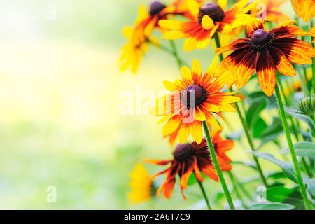 Belles fleurs rudbeckia dans le jardin en fleurs, un jour ensoleillé (copie espace) Banque D'Images