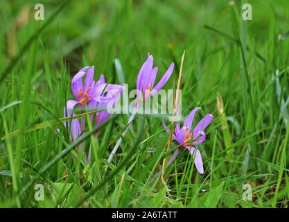 Groupe de Meadow safran - Colchicum autumnale Banque D'Images