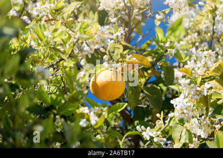Close up d'orangers dans le jardin, selective focus. Oranges mûres accrochée à un arbre orange fleurs Banque D'Images