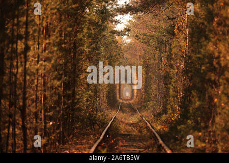 Tunnel de l'amour. Tunnel de l'amour dans l'Ukraine. Un chemin de fer dans la forêt d'automne tunnel de l'amour. Vieille forêt mystérieuse Banque D'Images