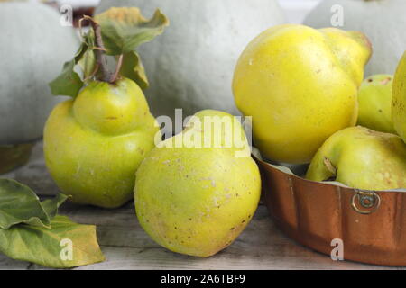 Coing aromatiques fruits sur une table de cuisine pour faire de la gelée. De l'automne. UK Banque D'Images