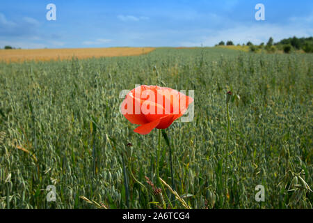 Coquelicot solitaire sur un champ vert en Pologne Banque D'Images