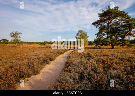 Haltern am See, Münster, Rhénanie du Nord-Westphalie, Allemagne - Westruper Heide, le sentier de randonnée Hohe Mark Steig est 158 kilomètres de long et se connecte Banque D'Images