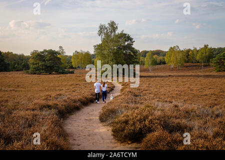 Haltern am See, Münster, Rhénanie du Nord-Westphalie, Allemagne - Westruper Heide, un jeune couple avec un chien, marche main dans la main sur un chemin à travers l'h Banque D'Images
