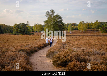 Haltern am See, Münster, Rhénanie du Nord-Westphalie, Allemagne - Westruper Heide, un jeune couple avec un chien, marche main dans la main sur un chemin à travers l'h Banque D'Images