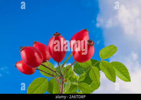 Cynorrhodon mûr rouge détail sur des rameaux épineux avec des feuilles vertes. Rosa Canina. Belle nouvelle d'églantier sur Briar naturel en direction de fond de ciel bleu ensoleillé. Banque D'Images