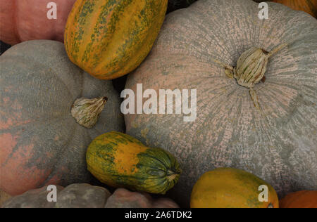 Grandes et petites citrouilles orange et jaune. Couleurs automnales, automne moderne palette de tons chaleureux de l'automne. Vue d'en haut. Arrière-plan de décoration d'automne. Banque D'Images