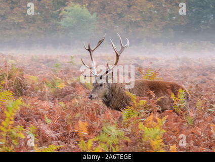 Red Deer Stag de géant dans les longues heather en rut avec bois fièrement affiché. Banque D'Images