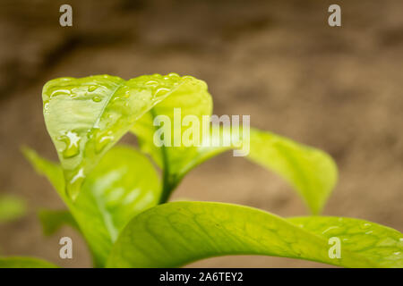 Beauté de gouttes de pluie sur les feuilles vertes. Banque D'Images