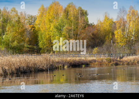 Promenade sur le lac et marais à le Parc de la sauvagine de Sackville, à Sackville, Nouveau-Brunswick, Canada. Banque D'Images