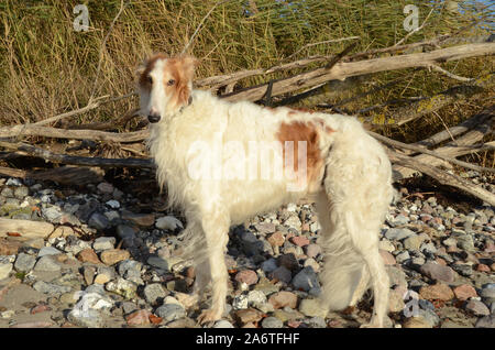 Barzoi à Golden et whitecolors se dresse sur une plage de Stoney Banque D'Images