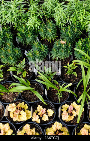 Une vue de dessus de différentes plantes en pot sur la vente et sur l'écran dans un centre de jardin pépinière. Banque D'Images