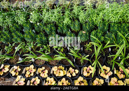 Une vue de dessus de différentes plantes en pot sur la vente et sur l'écran dans un centre de jardin pépinière. Banque D'Images