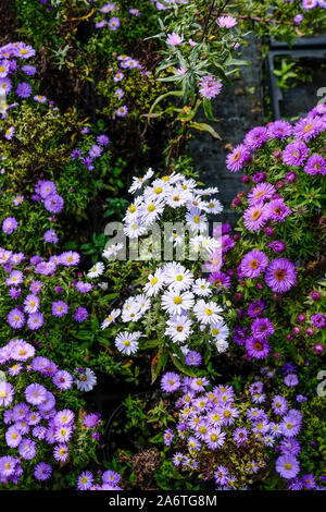 Divers types d'Aster amellus Michaelmas Daisy sur la vente et sur l'écran dans un centre de jardin pépinière. Banque D'Images