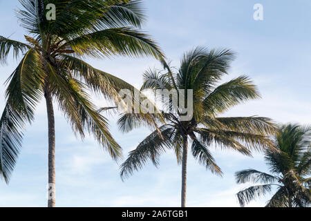 Palm tree tops sur trois la Barbade contre un fond de ciel Banque D'Images