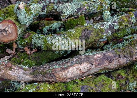 Divers lichens et mousses poussant sur des branches d'arbres sciés humide humide. Banque D'Images