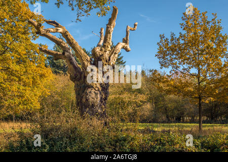 L'automne dans le parc de Blenheim, Woodstock, Royaume-Uni. Banque D'Images