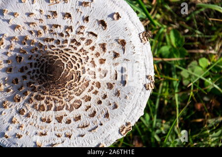Coulemelle macrolepiota procera, champignon dans l'herbe verte par beau jour d'automne, copy space Banque D'Images