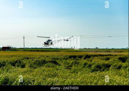 La pulvérisation de pesticides de l'hélicoptère survolant rizières en pleine campagne sur une journée ensoleillée et ciel bleu Banque D'Images