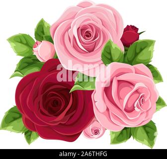 Roses roses et bordeaux vecteur isolé sur un fond blanc. Illustration de Vecteur