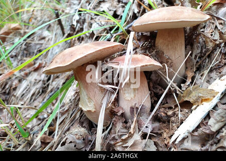 Trois Bolet (Boletus aestivalis ou été bolet) champignons dans une forêt de chênes Banque D'Images