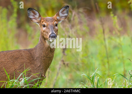 Un gros plan d'une femme le cerf de Virginie (Odocoileus virginianus) doe dans le Michigan, USA. Banque D'Images