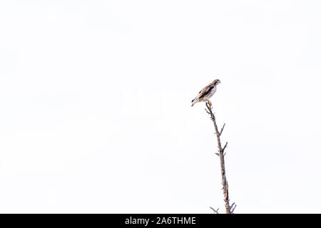 Buse à queue rousse (Buteo jamaicensis) perché sur un arbre mort contre un ciel nuageux. Banque D'Images