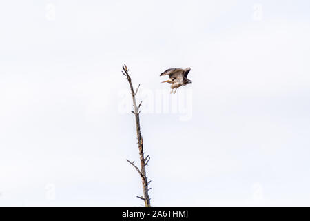 Buse à queue rousse (Buteo jamaicensis), décollant de arbre mort au Michigan, USA. Banque D'Images