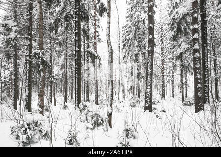 Froid vide la forêt enneigée, paysage d'hiver à jour. Contexte photo Banque D'Images