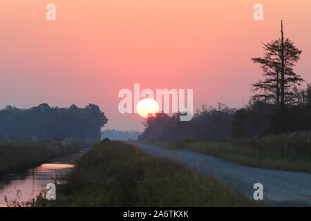 Beau lever de soleil entre les arbres à la rivière Alligator Wildlife Refuge, Caroline du Nord. Banque D'Images