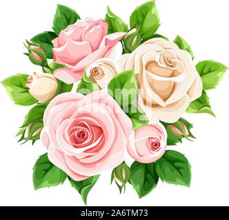Roses rose et blanc vecteur isolé sur un fond blanc. Illustration de Vecteur