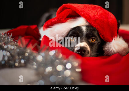 Un mignon chiot border collie située entre le rouge et le blanc les feuilles avec le chapeau de Père Noël Banque D'Images