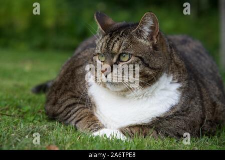 Chat gras (Felis catus): Un chat tabby en surpoids en pose dans l'herbe courte Banque D'Images