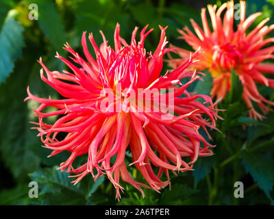 Deux Mel's la marmelade d'Orange Dahlia fleurit dans le sud-ouest de la frontière de l'usine par le côté de Chenies Manor House en septembre ; un soleil fimbriata variété. Banque D'Images