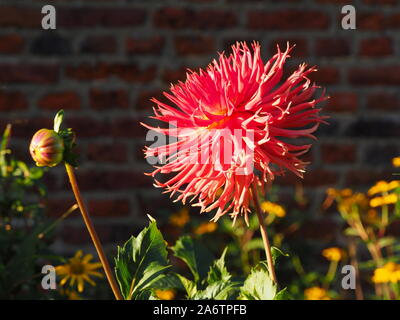 Mel's Dahlia marmelade d'Orange dans le sud-ouest de la frontière de l'usine par le côté de Chenies Manor House en septembre soleil ; une belle fimbriata variété. Banque D'Images