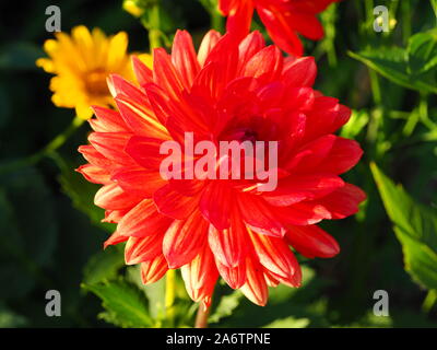 Dahlia rouge vif sous un soleil éclatant en septembre au Chenies Manor Garden. Soleil de l'après-midi pris dans les pétales de vermillon. Banque D'Images